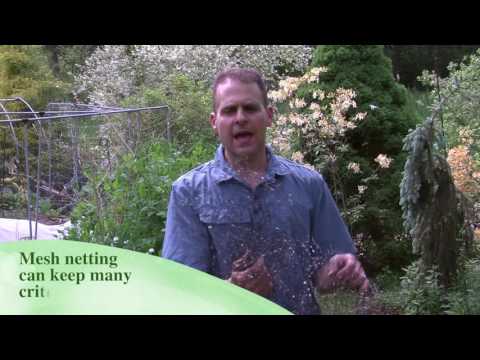 video-linktoworks-Keeping Chipmunks Out of Your Garden