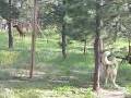 Wolf and Elk at Play