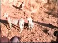 gu�pards en Namibie / cheetahs in Namibia