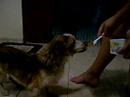edil - cachorro que come de colher