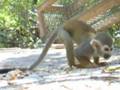 videos de Monkeys at IPSF - WildlifeSaving.org partner