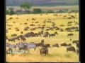 فيلم وثائقي / أجمل المحميات الطبيعية في العالم 1