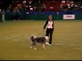 Tina Humphrey Crufts 2007