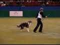 tina humphrey crufts 2007