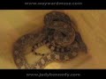 Gopher Snake Mimics Rattlesnake