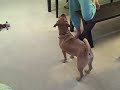 Puggle Preston Cleans Up His Toys