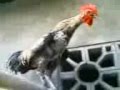 ayam ketawa (dangdut durasi)