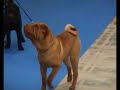 Exposicion Internacional Canina Galicia 2006 - Parte 1/2 Exposicion Internacional Canina Galicia 2006 - Parte 1/2