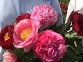 Adelman Peony Bloom Adelman Peony Bloom