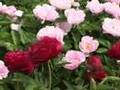 Adelman Peony Bloom