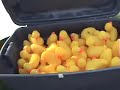 watch the fun as the rotary club of potsdam, new york, launches hundreds of yellow rubber duckies into the raquette river in its rubber ducky race fundraiser on july 8, 2006. the money raised by the race was used to send disabled children to summer camp and for other worthy causes supported by the potsdam rotary club.