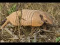 fauna de sudamérica   mamíferos 1