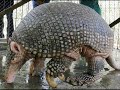 fauna de sudamérica   mamíferos 1