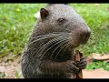 fauna de sudamérica   mamíferos 1