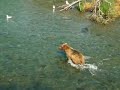 Bears at the Brooks Camp in Katmai National Park