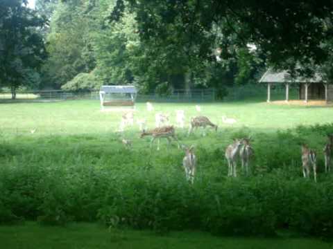 Hertjes in Park