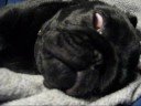 Maximus asleep