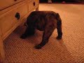 Zora and her Orka Treat Ball