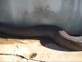 1 Dead Snake