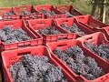 Vendemmia Azienda Agraria Lisini 2006