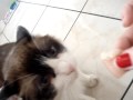 Gato fofo - Mingau Pegando Frango
