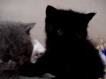 我が家で誕生したエキゾチックの子猫です♪