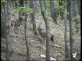 Stage of formation of a Lek - Fallow deer