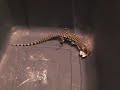  tegu argentine tupinambis reptile lizard monitor teiu teju roach dubia
