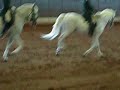 lipizzaner horses