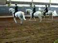 lipizzaner horses