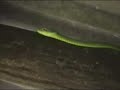 Green Parrot Snake