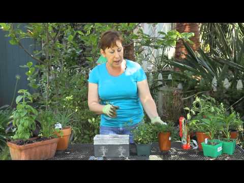 how to replant mint leaves