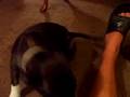 me and my buddy - roscoe