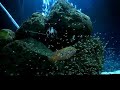 Hemichromis Lifalili