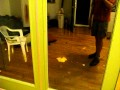 Huge Moth or Flying Cheeto?