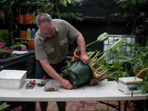 how to harvest galangal root
