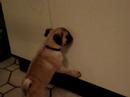 Spike Mops Hund Putzt die Schr�nke statt Z�hne.