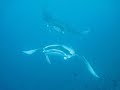 Maldive Mantas