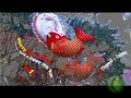 Koi meets Christmas........