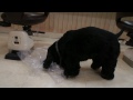 Click here to watch this video A.コッカースパニエル ビニール大好き
