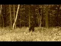 BIGFOOT MYTH EXPOSED - (NC17)