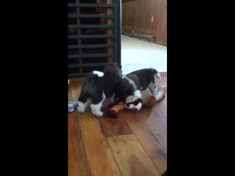Remi in beginning playing with toy then brothers follow