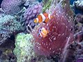 Juwel Trigon 350 Reef Tank