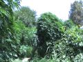 HUGE MARIJAUNA PLANTS IN OUR BACK YARD IN AFGHANISTAN