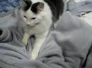 Nico,kitten knead