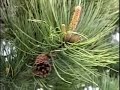Angiosperms