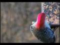 videos de the red bellied you-know-what