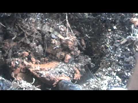 how to fertilize dwarf alberta spruce