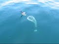 Pukaskwa Coast Area Plankton Net research on Lake Superior