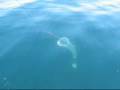 Pukaskwa Coast Plankton Net  on Lake Superior